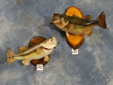 5 Lbs. & 6 Lbs. Real Skin Largemouth Bass Fish Mounts Taxidermy ( 2 x $ )