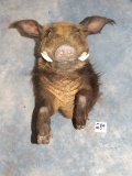 Cool! African Bushpig Half Body Mount Taxidermy