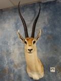 Magnificent African High Record Book # 2 All Time Peter's Gazelle Shoulder Taxidermy