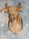 Rarely Seen African Dwarf Forest Buffalo Shoulder Mount Taxidermy