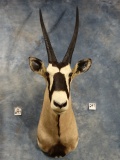 Beautiful Kalahri Gemsbuck Shoulder Mount Taxidermy