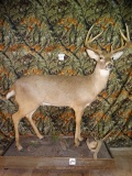 Texas Whitetail Deer Full Body Mount Taxidermy