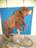 Awesome Mountain Grizzly Bear Full Body Mount Taxidermy