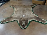 Cinnamon Colored Black Bear Rug Taxidermy Mount