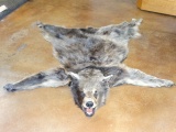 Rare Glacier Bear Rug Taxidermy Mount