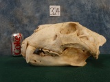 Large African Lion Skull Taxidermy Mount TEXAS RESIDENTS ONLY!!!