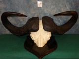 Extra Large African Cape Buffalo Skull Taxidermy Mount