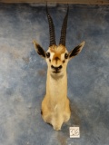 Elegant Thompson's Gazelle Shoulder Mount Taxidermy