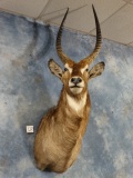 African Waterbuck Shoulder Mount Taxidermy