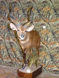 Rare Record Class African Forest Sitatunga Full Body Mount Taxidermy