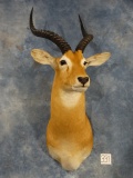 Beautiful Western Kob Shoulder Mount Taxidermy