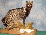 Awesome African Civet Cat Full Body Mount Taxidermy