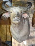 West African African Savanna Buffalo Shoulder Mount Taxidermy