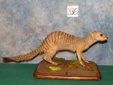 Rare East African Striped Mongoose Full Body Mount Taxidermy