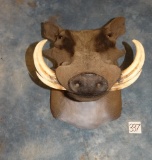 Extra Large African Warthog Shoulder Mount Taxidermy