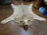 Monster African Lion Rug Taxidermy Mount **TEXAS RESIDENTS ONLY**