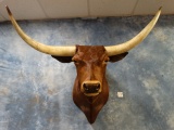 Texas Longhorn Shoulder Mount Taxidermy