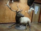 Bull Elk Full Body Mount Taxidermy