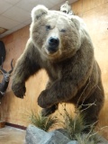 Spectacular Large Coastal Brown Bear Charging Full Body Mount Taxidermy