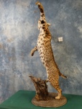 Fantastic Bobcat Leaping for a Butterfly Full Body Mount Taxidermy