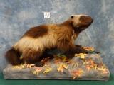 Awesome Wolverine Full Body Mount Taxidermy