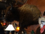 Awesome Half Body American Bison Taxidermy Mount