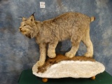 Magnificent Canadian Lynx Full Body Mount Taxidermy