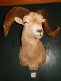 Beautiful Rocky Mountain Bighorn Sheep Shoulder Mount Taxidermy