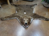 Pretty Chocolate Brown Colored Black Bear Rug Taxidermy Mount