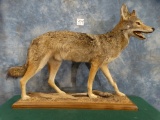 Superior Quality Coyote Full Body Mount Taxidermy