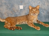 Awesome Bobcat Full Body Mount Taxidermy