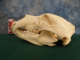 Boone & Crockett Grizzly Bear Skull Taxidermy