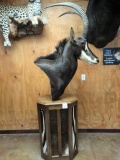 Awesome African Sable Antelope Shoulder Floor Pedestal Taxidermy Mount