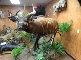 Awesome Rare East African Bongo Full Body Mount Taxidermy