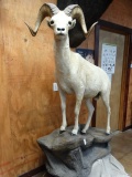 Alaskan Dall Sheep Full Body Mount Ram Taxidermy