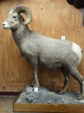 Rocky Mountain Bighorn Sheep Full Body Mount Ram Taxidermy