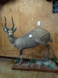 # 2 All Time Record Book Chobe Bushbuck Full Body Mount Taxidermy