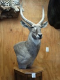 Pretty African Waterbuck Shoulder Floor Pedestal Mount Taxidermy