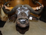 African Cape Buffalo Shoulder Mount Taxidermy