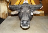 Super Cool Australian Water Buffalo Shoulder Mount Taxidermy