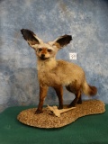 Rare African Bat-Eared Fox Full Body Mount Taxidermy