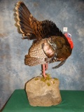 Awesome Rio Grande Wild Turkey Gobbler Full Body Mount Taxidermy