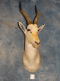 White Blesbuck Antelope Shoulder Mount Taxidermy