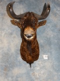 Black Wildebeest Shoulder Mount Taxidermy