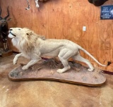 Stunning African Lion Full Body Mount Taxidermy **TEXAS RESIDENTS ONLY***