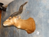 Stunning Record Class Forest Sitatunga Shoulder Mount Taxidermy