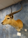 #3 All Time Red Lechwe Swamp Antelope Shoulder Mount Taxidermy **TEXAS RESIDENTS ONLY**