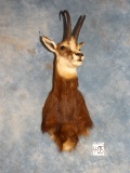 Record Book Alpine Chamois Shoulder Mount Taxidermy