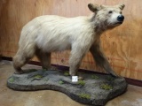 Blond Colored Black Bear Full Body Mount Taxidermy
