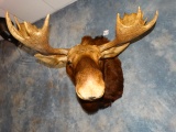 Beautiful Canadian Moose Shoulder Mount Taxidermy